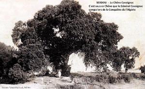Sebdou - Chene Cavaignac